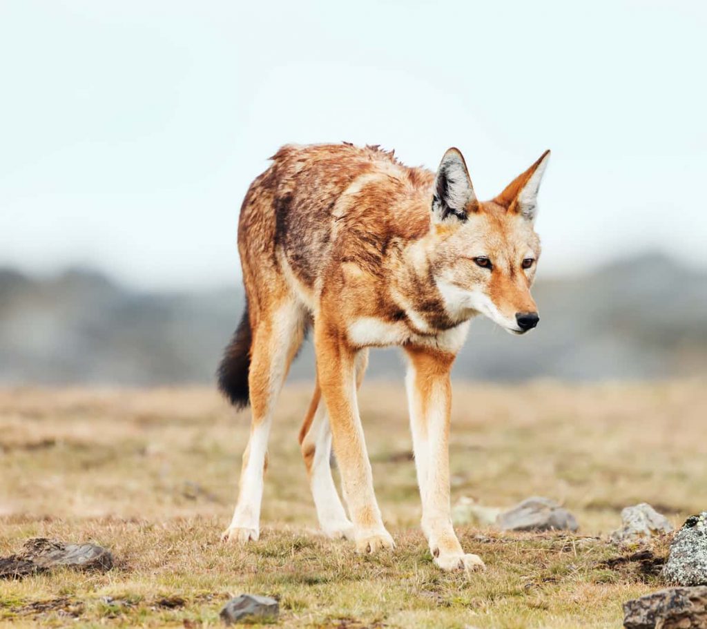 Canis Ethiopische wolf Canis simensis